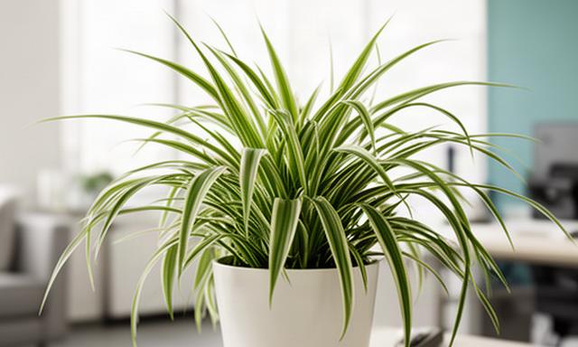 Planta cinta verde y blanca en una maceta blanca dentro de una oficina luminosa