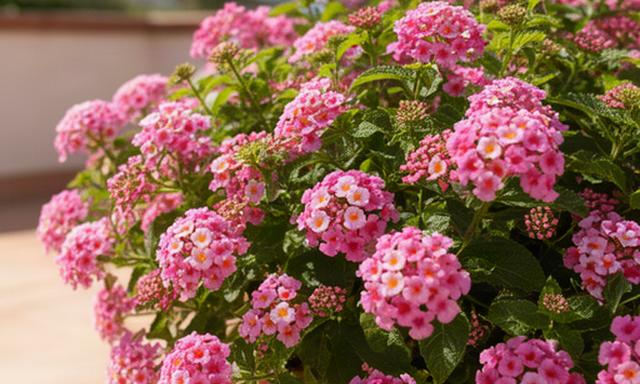 Lantana con flores rosadas en una jardinera de terraza bajo el sol mediterráneo
